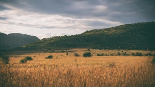 Green farm landscape